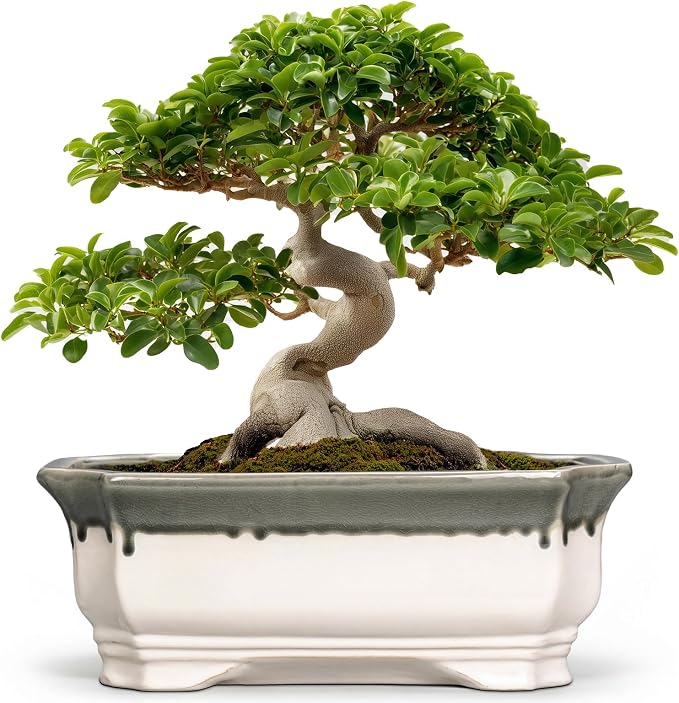 Bonsai Tree Pots 13.7 Inch - Ceramic Succulent Pots for Indoor Outdoor Plants, Bonsai Planter with Drainage Hole, Shallow Plant Pot, Home Decor, Gifts for Men Women, Rectangular Beige-Grey