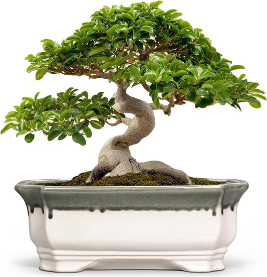 Bonsai Tree Pots 13.7 Inch - Ceramic Succulent Pots for Indoor Outdoor Plants, Bonsai Planter with Drainage Hole, Shallow Plant Pot, Home Decor, Gifts for Men Women, Rectangular Beige-Grey