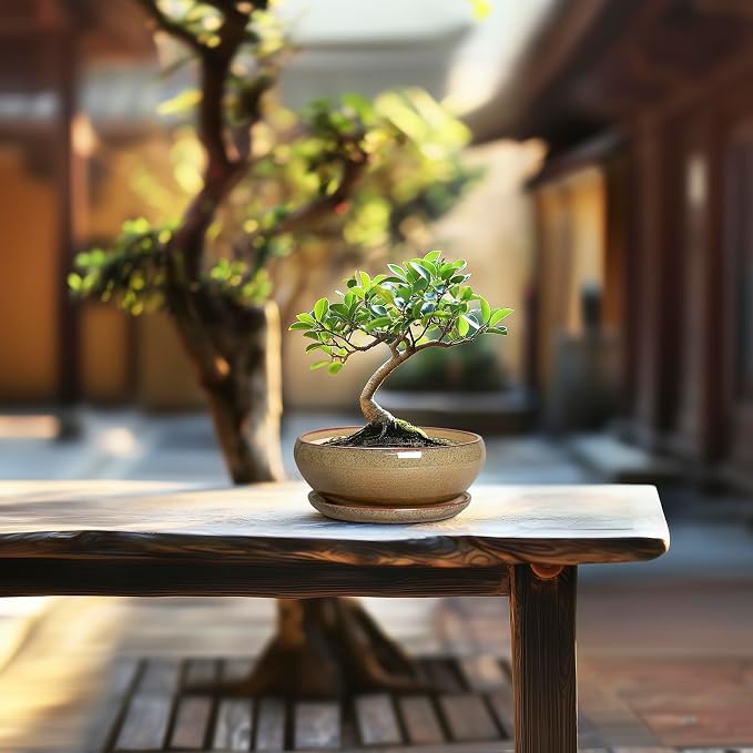 SQOWL Bonsai Pots Small - 6 Inch Ceramic Succulent Pots with Drainage Hole and Saucer, Shallow Round Planter for Indoor Plants Outdoor, Ceramic Cactus Planter, Patio Decor, Housewarming Gift, Brown