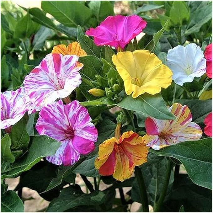 100 Broken Color Four O’Clock Flower Seeds for Planting, Mixed Heirloom Mirabilis Jalapa Seeds, Vibrant Speckled & Striped Evening Blooming Flowers, Non-GMO Garden Flower Seeds