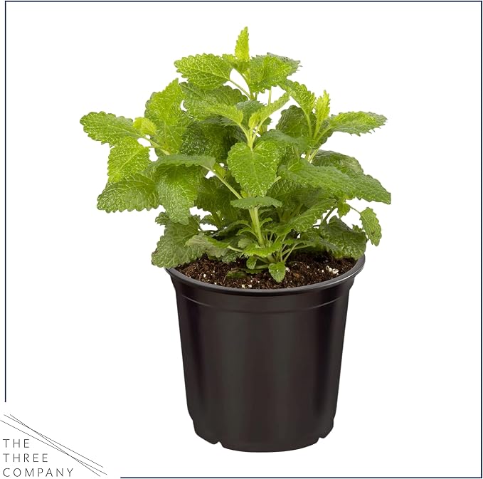 Live Herb - Assortment (4 Per Pack) – Grower's Choice Varieties, Rosemary, Eucalyptus, Mint, Lemon Balm & Other Assorted Herbs, Aromatic & Health Enhancer