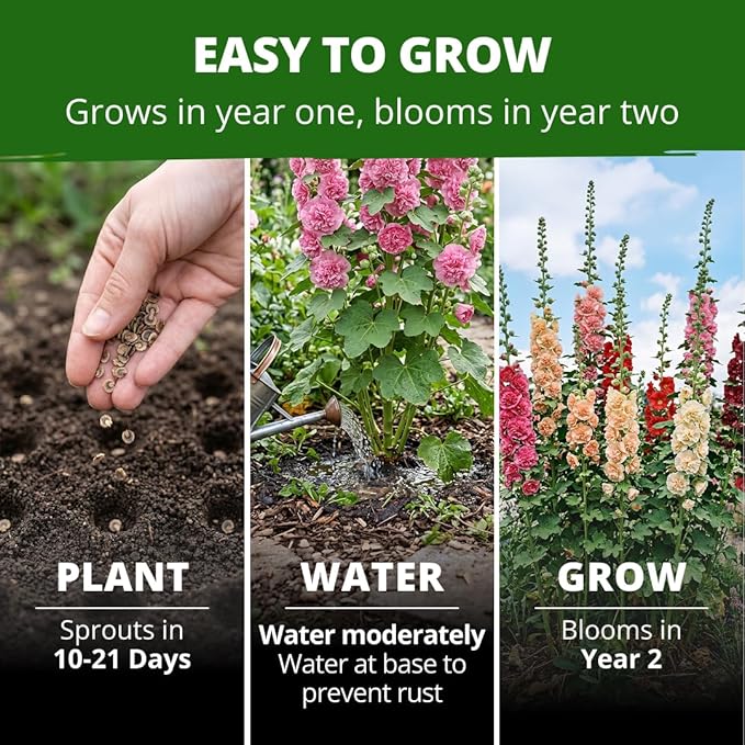 HOME GROWN Hollyhock Chater's Double Mix 100 Seeds (0.9g) – Biennial Blooms Year 2, Double Flower Hollyhock Seeds for Planting, Perennial Reseeding, Cottage Garden, USDA Zones 3–9 (Alcea rosea)