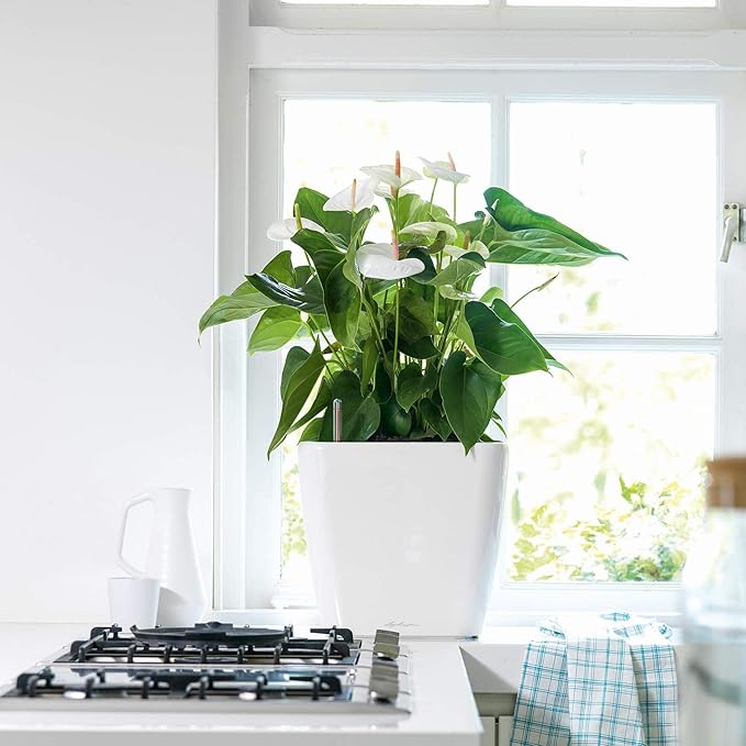 Lechuza Quadro LS 35 Charcoal Metallic, Self-Watering Square Planter, H13 L13.8 W13.8 in