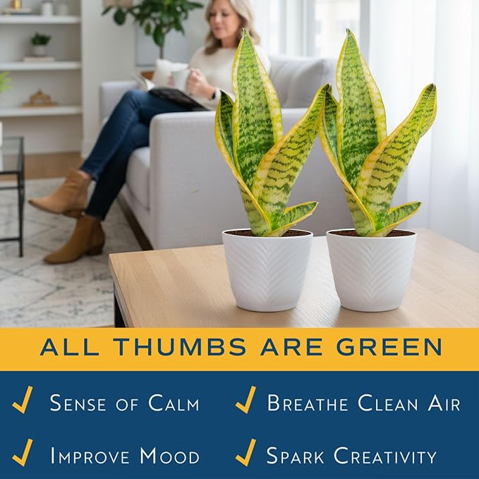 Costa Farms Snake Plant Live Houseplants (2-Pack), Sansevieria in Decor Pots, Live Indoor Plants for Low Light, Easy Care Succulents for Plant Shelf, Home Decor & Office Desk, 8-12 Inches Tall