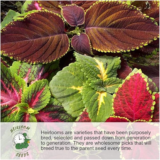 Seed Needs Partial Shade Wildflower Seeds Heirloom 2 Ounce Bulk Pack