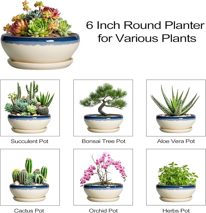 SQOWL Succulent Pots 6 Inch, Ceramic Bonsai Pots with Saucer, Blue-Beige | Round Shallow Planter for Indoor Plants, Ceramic Cactus Pot with Drainage Hole, Apartment Decor, Gifts for Women