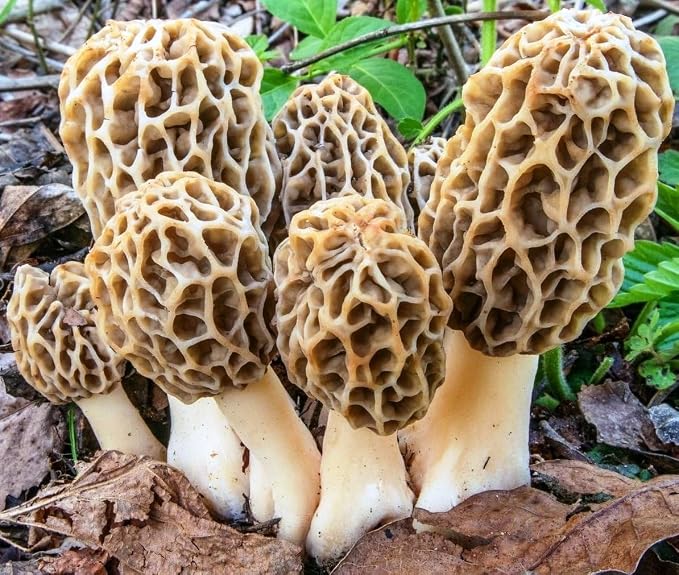 Morel Mushrooms Spores - Heirloom - GMO Free
