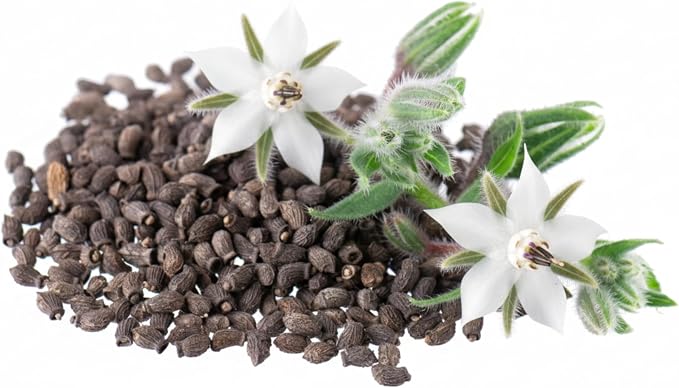 Seed Needs White Borage Seeds to Plant Heirloom Non-GMO Herbs 2 Packs
