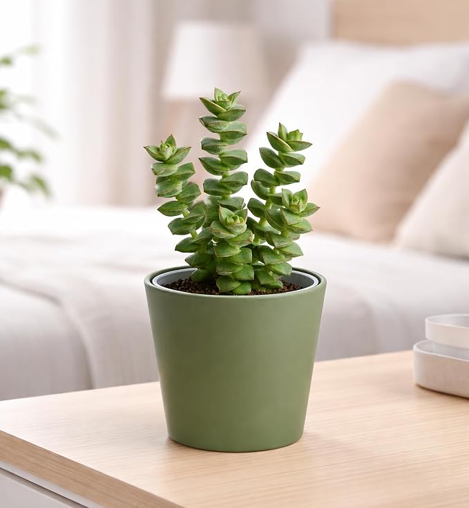 Phoenix Vine 4.5 Inch Olive Plastic Cachepot with Clear Nursery Pot, Decorative Lightweight Planter Cover with Transparent Inner Pot for Indoor Houseplants, Pack of 8, 24-B-F-8