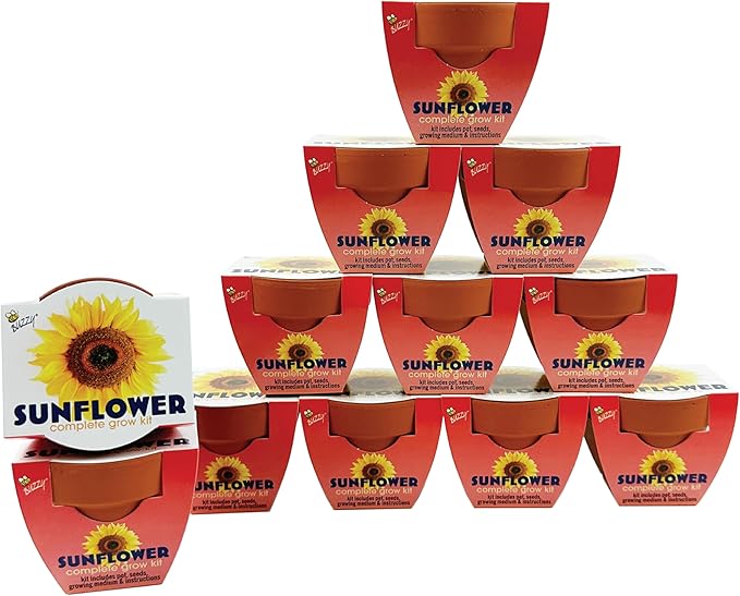BUZZY Seeds Sunflower Grow Kit 12-Pack - Mini Terracotta Pot Grow Set - Complete Indoor/Outdoor Gardening Kit with Seeds, Coconut Husk Growing Medium & Genuine Pots - 100% Grow Guarantee