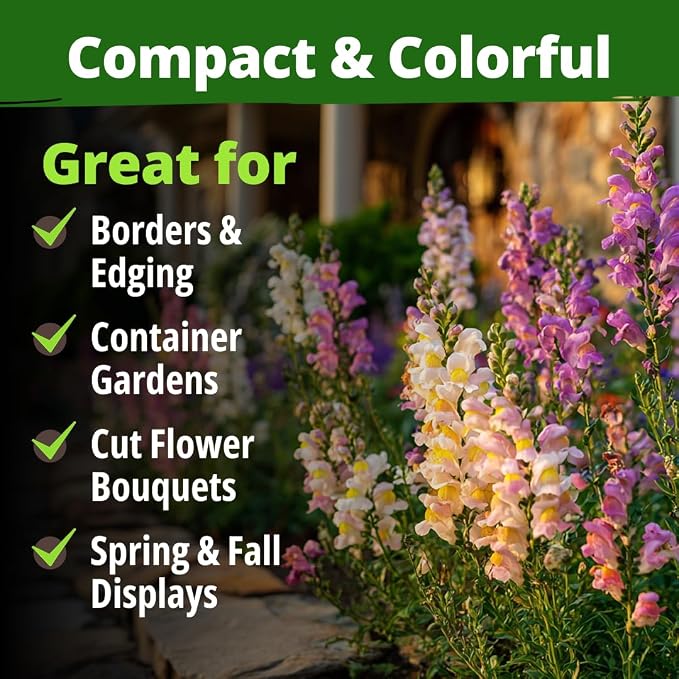 HOME GROWN Snapdragon Fairy Seeds – 10000 Snapdragon Seeds for Spring Planting 2026, Dwarf Plants, Long Blooming Flower Seed for Garden Beds, Pollinator Friendly (Antirrhinum Majus)