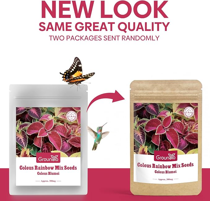 Groundio Coleus Rainbow Mix Seeds for Planting – Coleus Colorful Flower Seeds, Non-GMO Heirloom Seeds for Outdoor & Indoor Garden, Containers, Borders, Patios (Coleus scutellarioides)