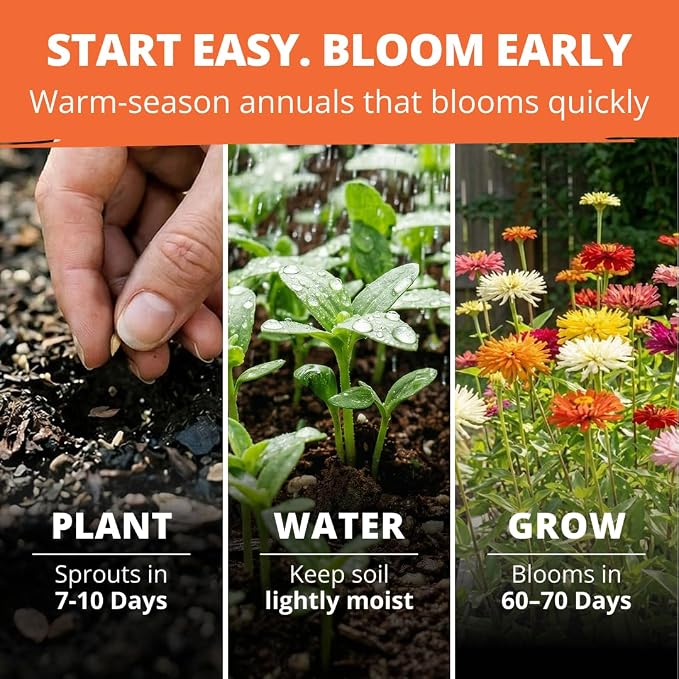 HOME GROWN Zinnia Cactus Mix Seeds – 2000 Heirloom Non-GMO Flower Seeds for Spring 2026 Planting Outdoors, Large Cactus Blooms, Tall Cut Flower Garden, USDA Zones 3–10 (Zinnia elegans)