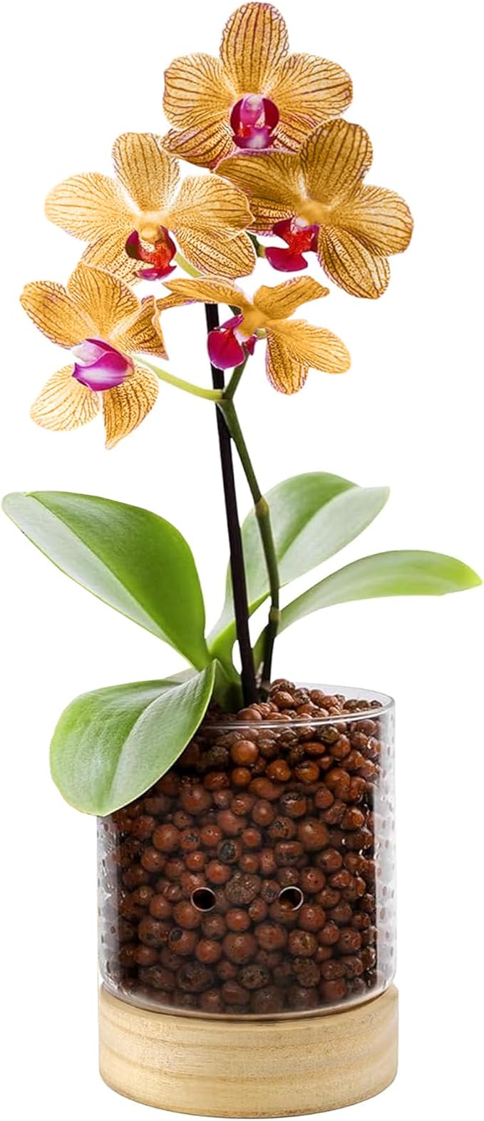 Pot & Pebble C3 Glass Orchid Pot, Wood Base - LECA Semi-Hydroponic Planter