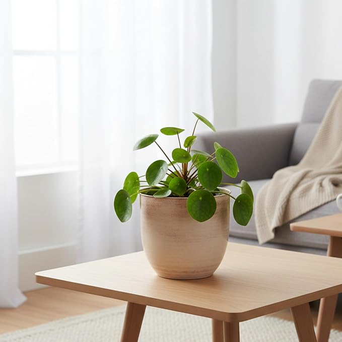 Bloem Canyon 8" Indoor Metal Cachepot - Glossy Decorative Planter with Powder-Coated Finish, Removable Drain Plug, Cream