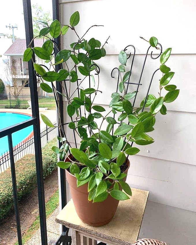 Mklsit 4 Pack 32'' Wave Shape Black Metal Garden Trellis for Climbing Plants, Indoor/Outdoor Potted Plants, House Plants, Vines, Roses, Vegetables