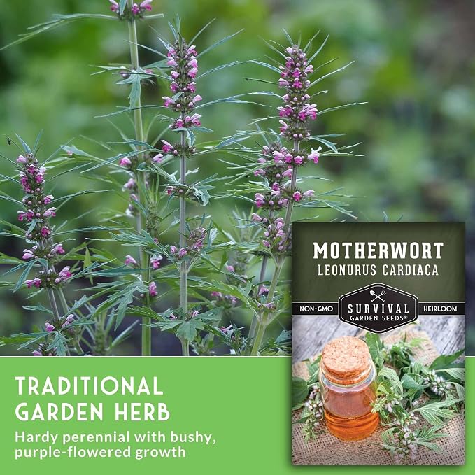 Motherwort Seeds for Planting - Leonurus Cardiaca - Heirloom Medicinal Herb for Apothecary Gardens and Pollinator Support - Survival Garden Seeds (5 Packs)