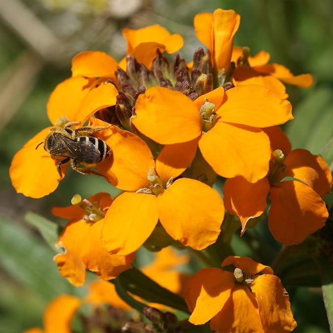 Ferry-Morse Honey Bee Mix Bulk Flower Seeds, 1lb