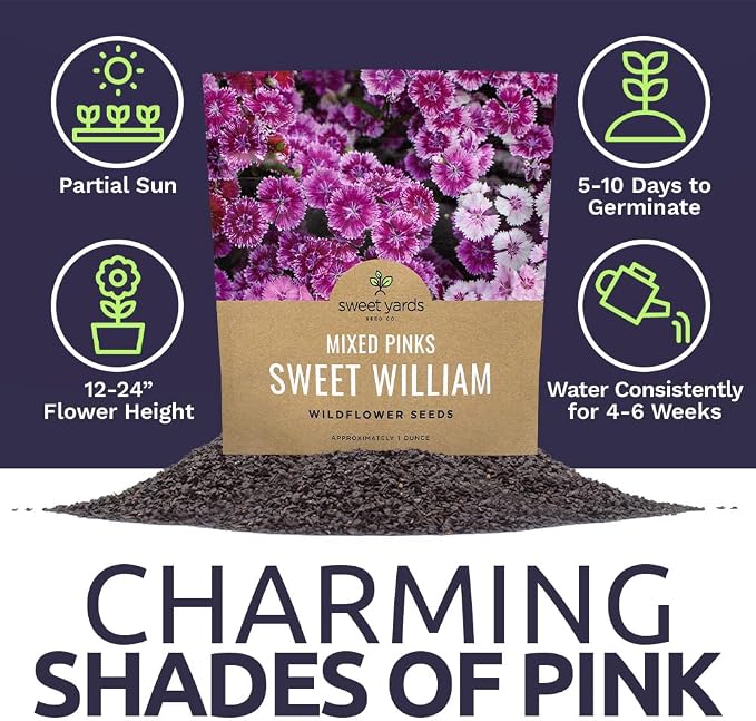 Sweet William Seeds – Mixed Pink Colors – Extra Large 1oz Packet – Over 30,000 Open Pollinated Non-GMO Flower Seeds – Dianthus barbatus