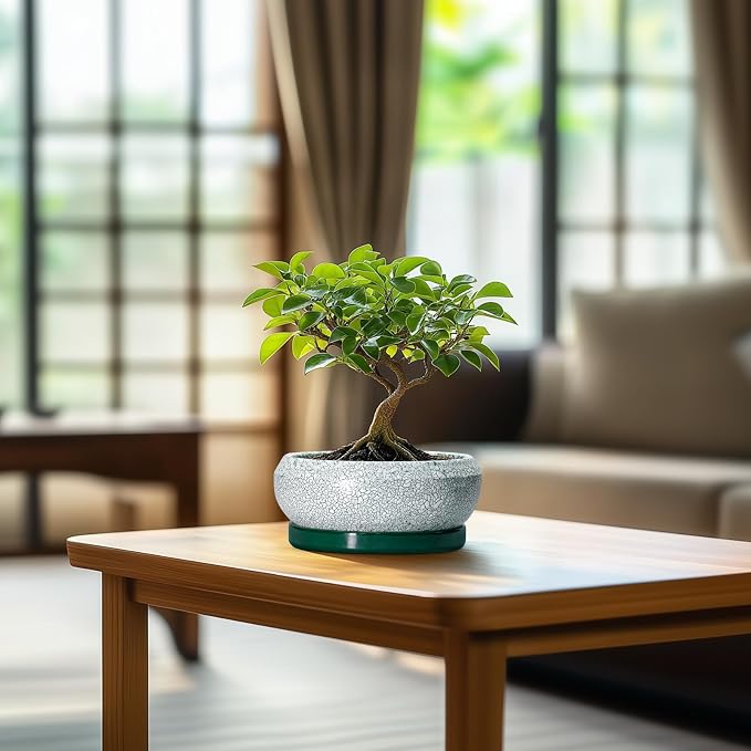 Succulent Pots - 6 Inch Ceramic Pots for Succulent Indoor Outdoor, Small Plant Pot with Drainage Hole and Saucer, Bonsai Pot, Modern Round Planter, Window Decor, Housewarming Gifts, Green