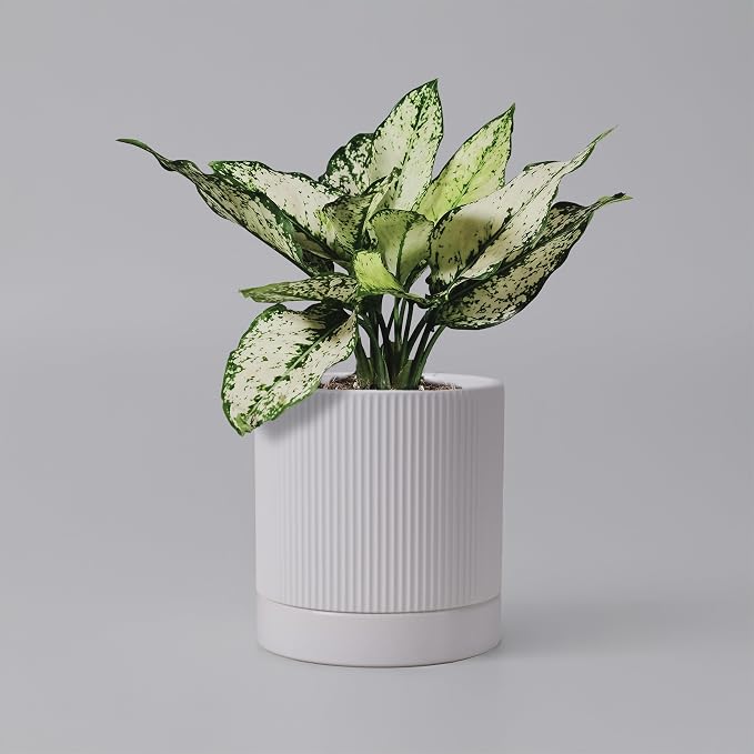 HERDUK 6 Inch Ceramic Plant Pot with Drainage & Saucer - Indoor Planter for Succulents, Cacti & Aloe Vera - Striped Design, High-Temp Fired Clay, Lightweight Modern Decor White
