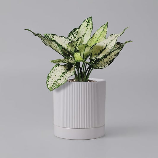 HERDUK 6 Inch Ceramic Plant Pot with Drainage & Saucer - Indoor Planter for Succulents, Cacti & Aloe Vera - Striped Design, High-Temp Fired Clay, Lightweight Modern Decor White
