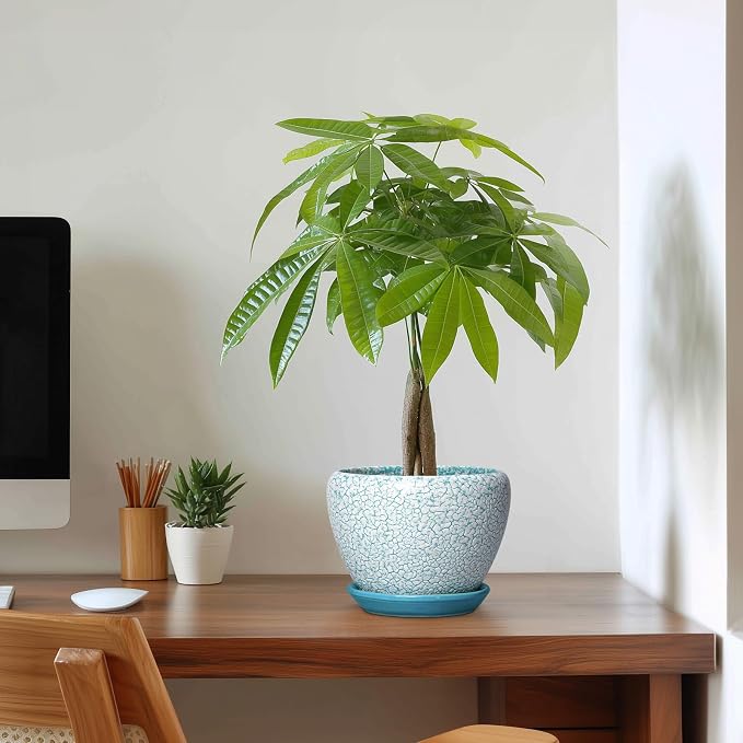 Ceramic Plant Pot, 6 Inch, Crackle Blue | Indoor Planters for Succulent Plants, Round Decorative Flower Pot, Drainage Hole and Saucer, Room Decor, Gifts for Gardeners