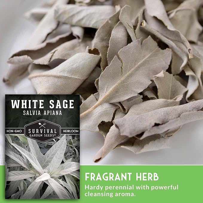 Survival Garden Seeds White Sage Seeds for Planting, 2 Packs | Salvia Apiana Seed, Native California Plant for Warm Dry Gardens & Smudging Herbs - Open-Pollinated Variety