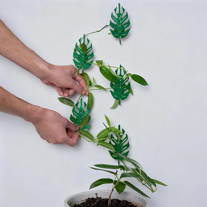 5pcs Plant Wall Clips for Vines – Premium Plant Supports & Wall Hooks for Indoor Pothos, Monstera, Ivy, and Climbing Plants – Durable Iron Fixtures with Strong Grip for Garden Decoration