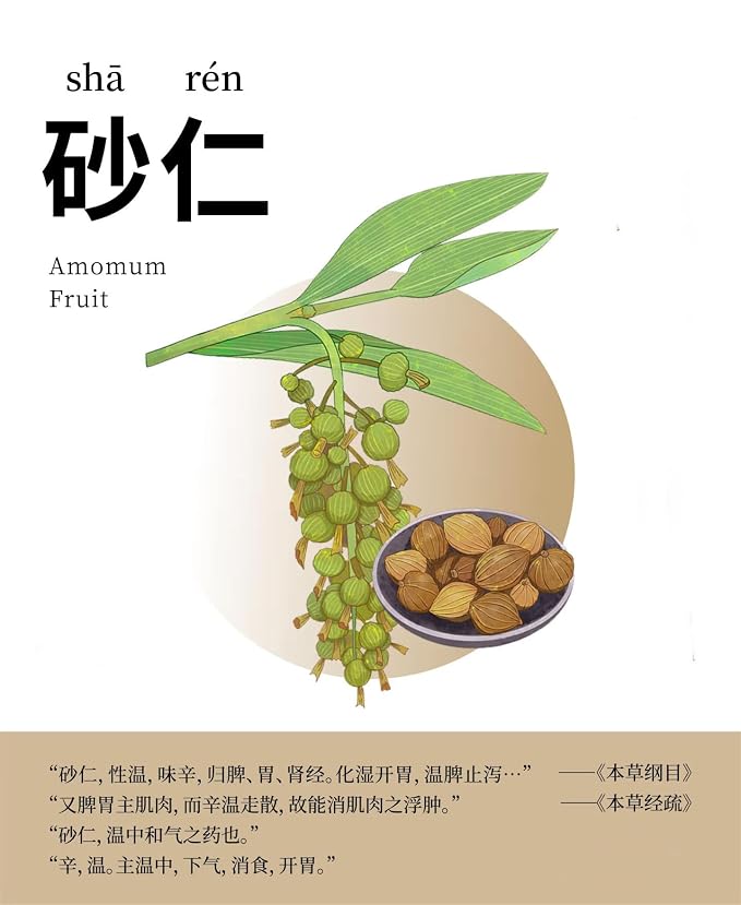 Chinese Cardamom (Sha Ren) 川砂仁 - 5.29oz/150gPure Natural Chinese Herbal Medicine- Amomum Villosum Pods - Dried Whole Herbal Spice for Tea, Cooking (Amomum villosum)
