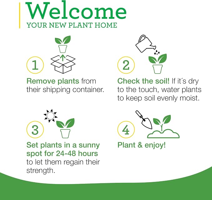 Bonnie Plants Poblano Pepper, Live Plant, 1 Gal., 2-Pack
