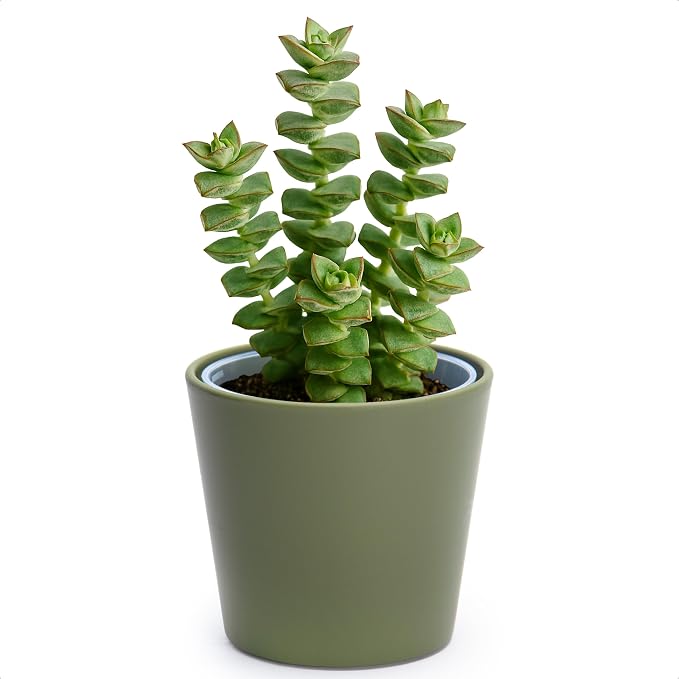 Phoenix Vine 4.5 Inch Olive Plastic Cachepot with Clear Nursery Pot, Decorative Lightweight Planter Cover with Transparent Inner Pot for Indoor Houseplants, Pack of 1, 24-B-F-1