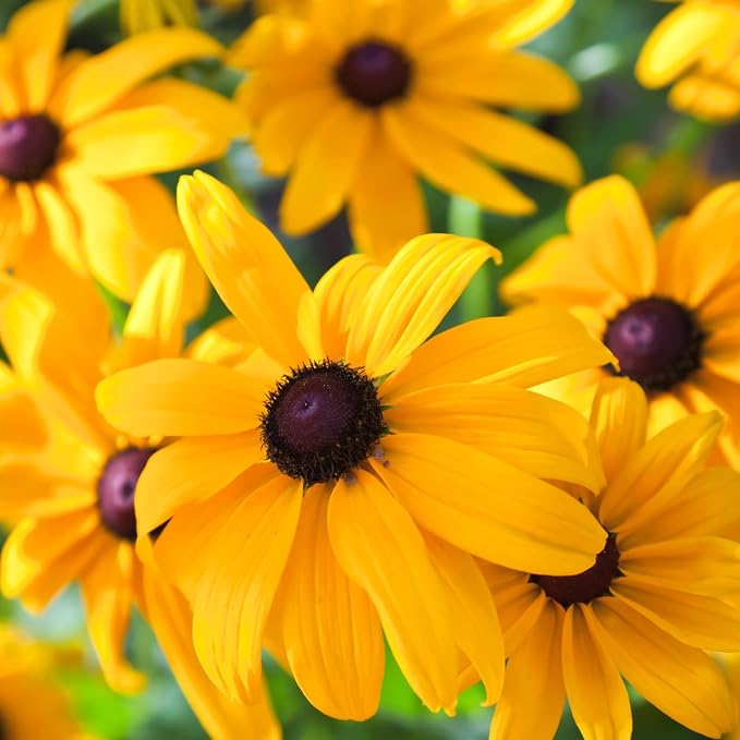 400,000+ Black Eyed Susan Seeds for Planting - 4oz Rudbeckia Hirta Yellow Wildflower, Non-GMO Heirloom Flower Seeds for Outdoor Garden Beds, Borders, Meadow, Indoor Start, Resealable Zipper Bag