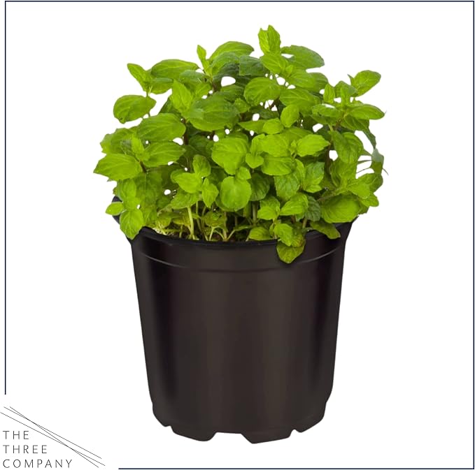 Live Herb - Assortment (4 Per Pack) – Grower's Choice Varieties, Rosemary, Eucalyptus, Mint, Lemon Balm & Other Assorted Herbs, Aromatic & Health Enhancer