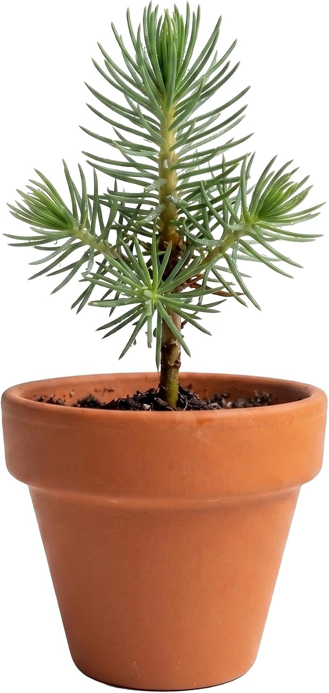 BUZZY Seeds Holiday Mini Spruce Grow Kit 12-Pack - Mini Terracotta Pot Grow Set - Complete Indoor/Outdoor Gardening Kit with Seeds, Coconut Husk Growing Medium & Genuine Pots - 100% Grow Guarantee