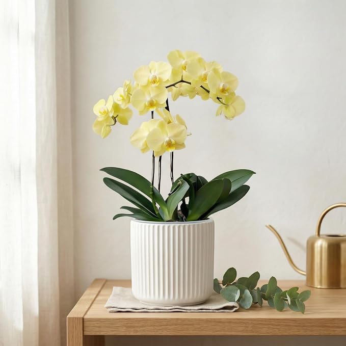 2 Pack of 6in Ceramic Cachepot with Clear Orchid Pot - self Watering Indoor Planter with Drainage for Root Visibility,semi Hydro pots for repotting Orchid,White