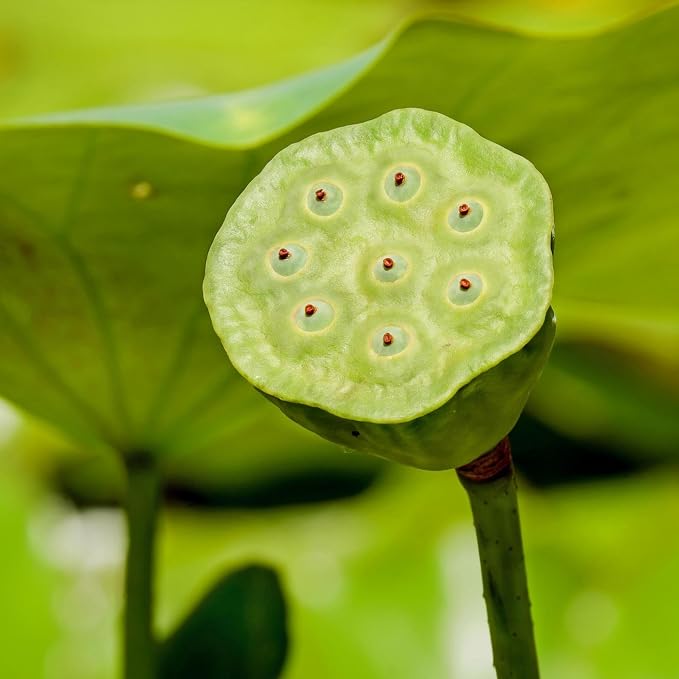 CarpetC 160+ Mixed Bowl Lotus Seeds for Planting, Nelumbo nucifera Aquatic Plant, Non-GMO Heirloom Water Lilys Flower Plant for Containers, Ponds and Water Gardens