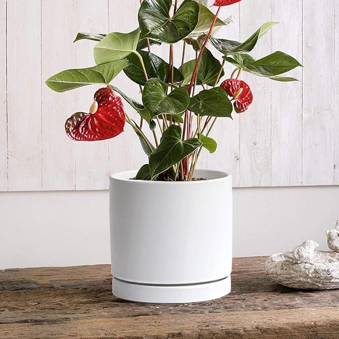Yukfona Ceramic Plant Saucer Tray 4 Pcs 4 Inch White, 4.53" OD x4.13 ID x0.9 Deep| Fits Flower pots Bottom≤4.13", Heavy Duty Glazed Round Planter Drip with Catch Basin for Indoor Outdoor Plants | Glazed