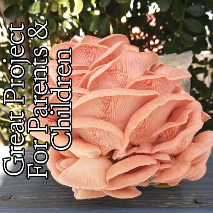 Four All in One Mushroom Grow Kits with Yellow, Blue, Florida, and Pink Oyster, Complete Cultivation Set