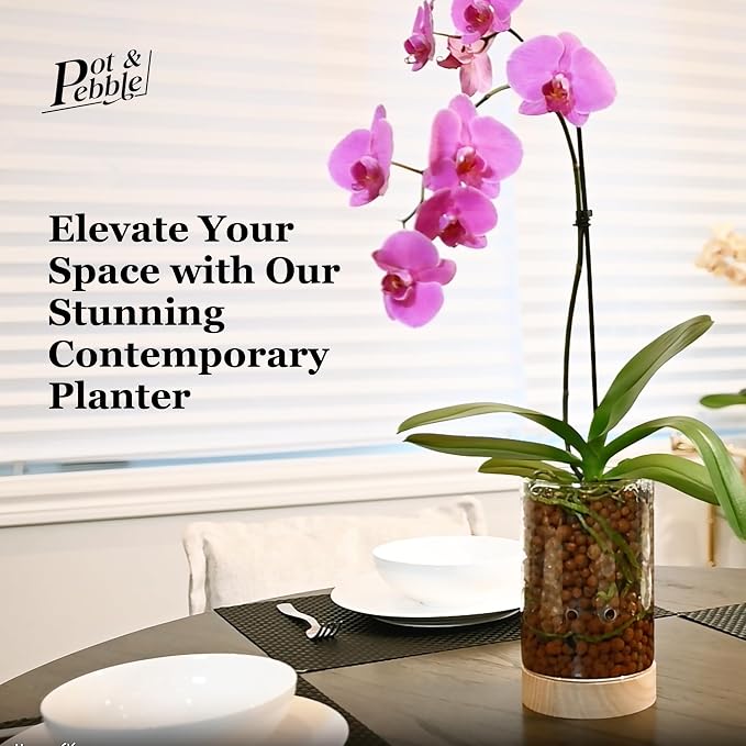 Pot & Pebble C1 Large Glass Orchid Pot, Wood Base - LECA Semi-Hydro Planter