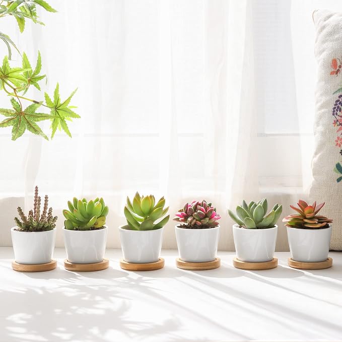 T4U 2.5 Inch Mini White Succulent Planter Pots with Bamboo Tray Round Set of 12, Tiny Ceramic Succulent Air Plant Flower Pots Cactus Faux Plants Containers, Gifts for Plant Lover, Home Office Decor