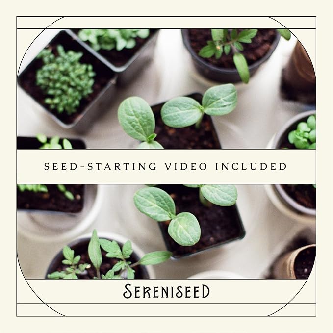 Sereniseed Certified Organic Herb Seeds (20-Pack) – Non GMO, Heirloom – Seed Starting Video – Basil, Cilantro, Oregano, Thyme, Parsley, Lavender, Chives, Sage, Dill Seeds for Indoor & Outdoor Planting