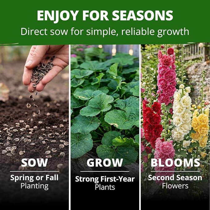 HOME GROWN Hollyhock Summer Carnival Mix Flower Seeds – Alcea Rosea, Premium Annual Flower Seeds, 3000 Seeds for Planting Flowers, High-Germination Flower Seed Bulk Pack