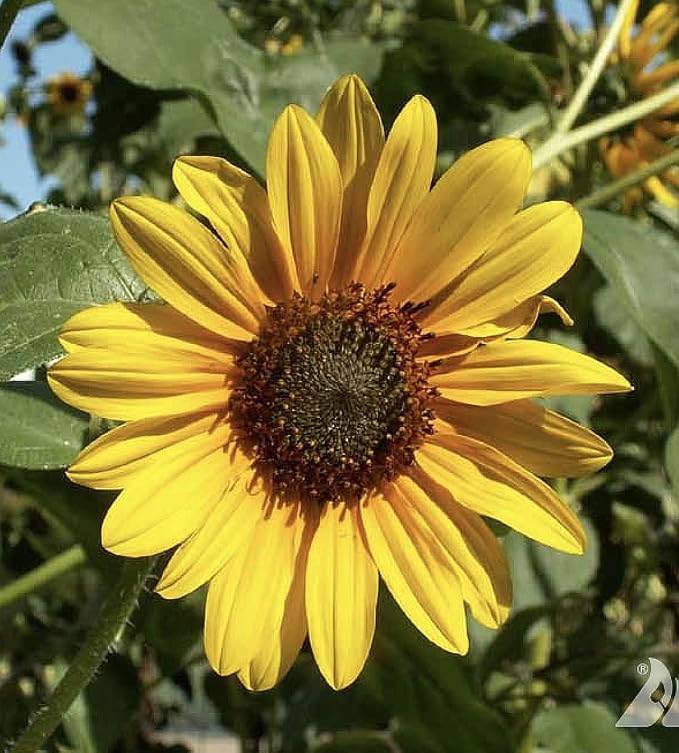 Marde Ross & Company Wild Sunflower Seeds - Attracts Bees and Butterflies - Non GMO - Highly Adaptable to Dry to Moderate Moisture and Variety of Soil Types - 2-8 Feet Height