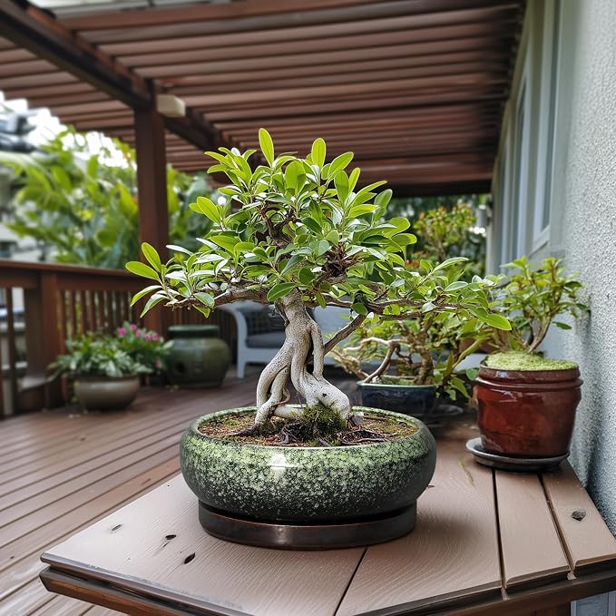 Bonsai Pots - 13 Inch Ceramic Succulent Planters Indoor, Round Shallow Planter with Drainage Hole and Saucer, Large Succulent Pot, Bowl Planter Outdoor, House Decor, Housewarming Gift, Green