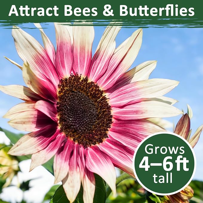 300+ Sunflower Seeds for Planting – Rare Strawberry Pink Sunflower Seeds Ornamental Blooms, Open Pollinated, Easy to Grow Flower Seeds for Garden, Outdoor Planting & Landscaping 0.35 Oz