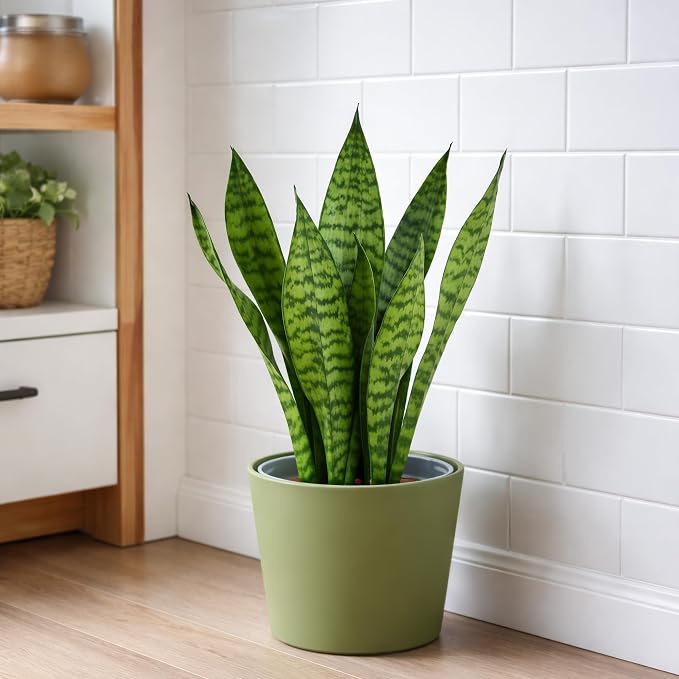 Phoenix Vine 6.6 Inch Olive Plastic Cachepot with Clear Nursery Pot, Decorative Lightweight Planter Cover with Transparent Inner Pot for Indoor Houseplants, Pack of 2, 24-C-F-2
