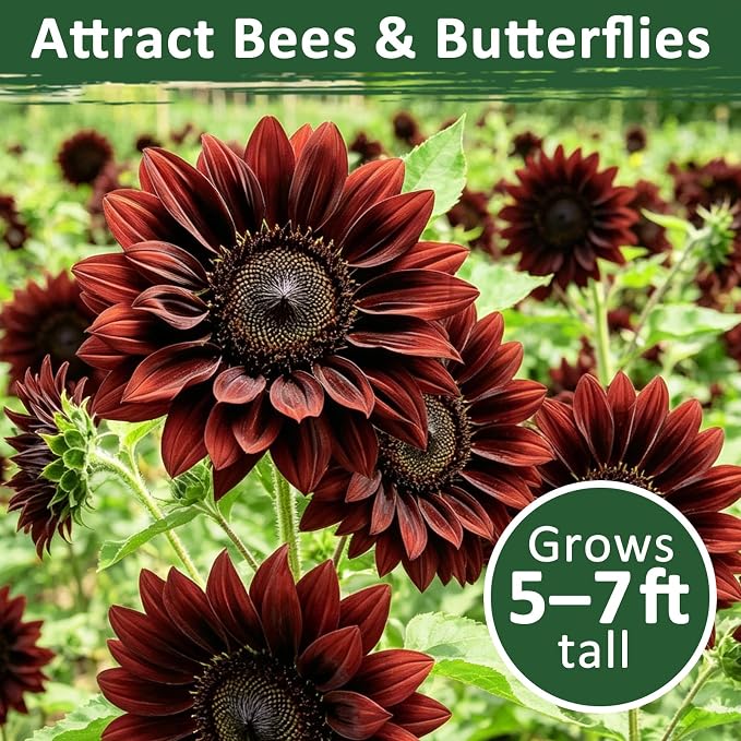 600+ Sunflower Seeds for Planting – Chocolate Cherry Sunflower Seeds, Deep Red Blooms Ornamental Variety, Open Pollinated, Easy to Grow Flower Seeds for Garden, Outdoor Planting & Landscaping 0.7 Oz