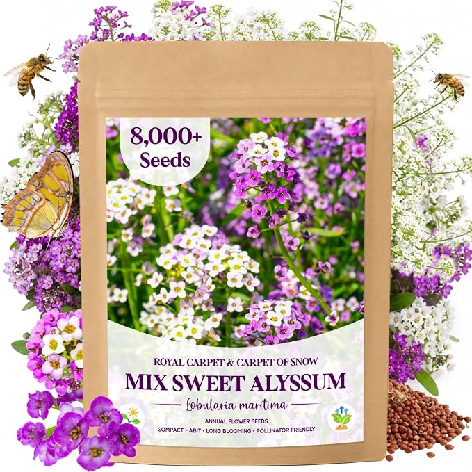 8000+ Purple & White Sweet Alyssum Seeds for Planting - Mixed Alyssum Flower Seeds, Fragrant Ground Cover for Outdoor Gardens, Borders, Containers & Rock Gardens, Attracts Bees & Butterflies