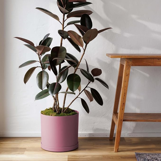 Bloem Mathers 12" Plastic Planter - Modern Indoor Pot with Drainage Holes and Saucer Tray, Dusty Rose